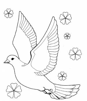 Голубь рисунок раскраска