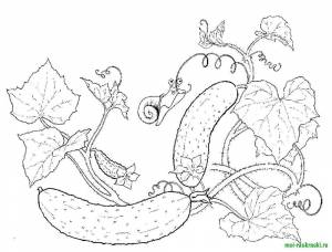 Раскраски Раскраска Огород огурцов овощи детские