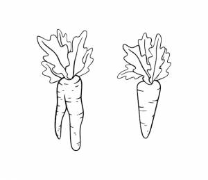 Набор моркови с травами урожай природа огород еда овощ линейная мультяшная раскраска