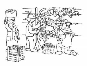 Раскраска Огород