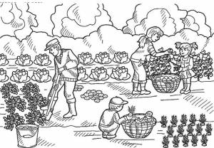 Раскраска Огород