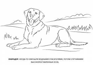 Раскраски Раскраска Лабрадор собаки