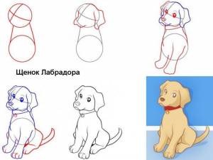Щенок лабрадора