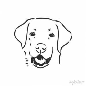 Vector image of an dog labrador on white background фотообои