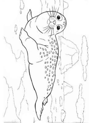 Раскраски Антарктида