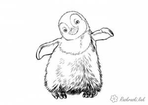 раскраски детские окружающий мир раскраски для детей с пингвинами