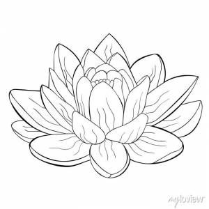 Цветок лотоса духовная индия