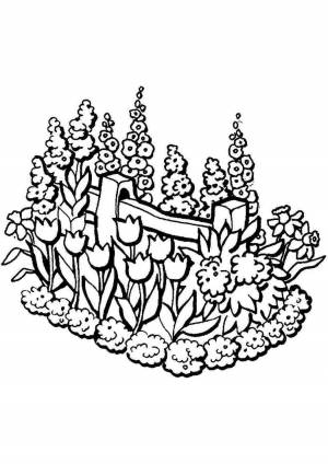 Раскраска клумба с цветами