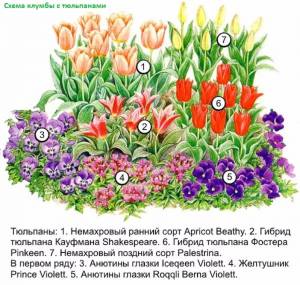Растения клумбы рисунок