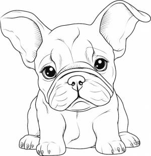 Черно-белый рисунок французского бульдога