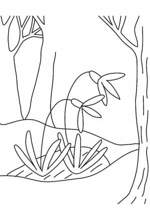Раскраски, Подснежник в лесу