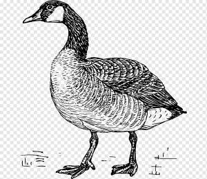 Canada Goose Книжка-раскраска Птица Нене, гусь, ребенок, животные, galliformes png