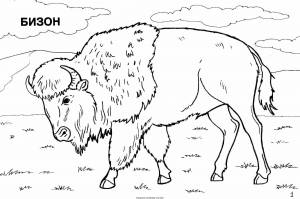 Раскраски животные америки