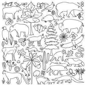 Раскраска Северная Америка