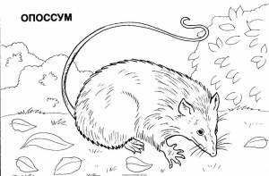 Раскраска Северная Америка