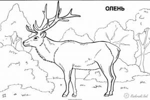 Северная Америка Раскраски