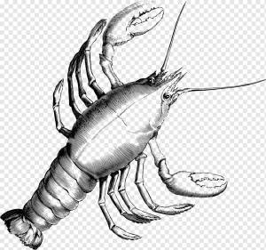 Рак Астрологический знак Зодиака Созвездие Гороскоп, 小 龙虾, еда, ракообразные, морепродукты png