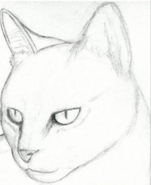 Кошка рисунок для срисовки карандашом легкий