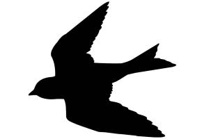 Трафареты и шаблоны Ласточек