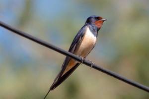 Птицы- ожерелье природы