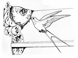 Раскраска Ласточка