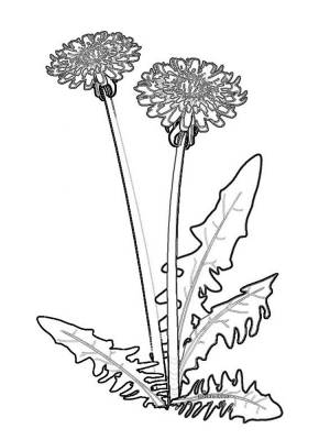 Трафареты Одуванчики