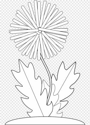 Обыкновенный рисунок одуванчика, Одуванчик на ветру, белый, лист, симметрия png