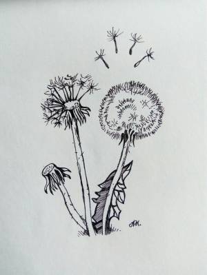 Одуванчик легкий рисунок