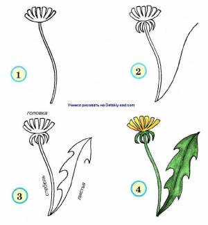 Одуванчик легкий рисунок
