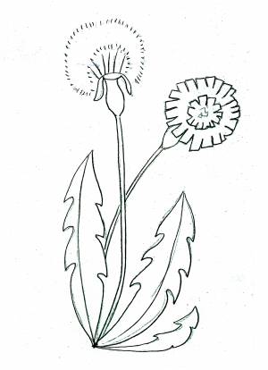 Одуванчик рисунок для детей оригинально