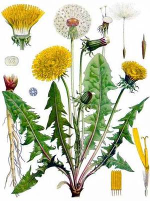 Ботаническое строение Одуванчика