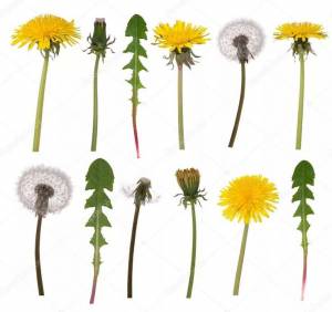 Ботаническое строение Одуванчика