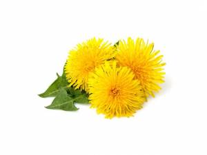 Одуванчики