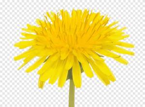 Жёлтый Одуванчик Цветок, цветок, png