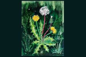 Одуванчики