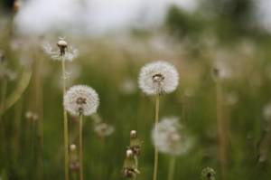 Спелые одуванчики летом в поле цветы одуванчика цветут летний естественный фон