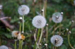 Спелые семена и сердцевина цветка одуванчика спелый одуванчик в зеленой траве крупным планом белый одуванчик