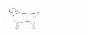 Как нарисовать собаку шаг за шагом