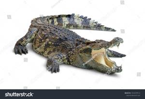 Крокодилы и аллигаторы