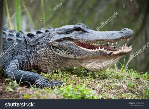 Стоковая фотография 128007614