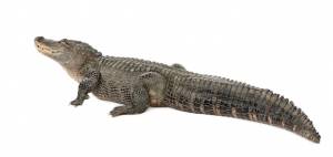 Американский аллигатор, миссисипский аллигатор, изолированные на белом