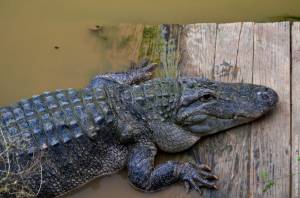 Как выращивают аллигаторов?