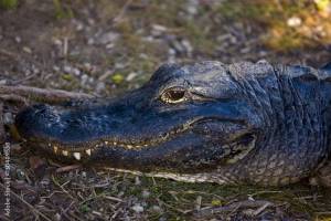 Alligator in The Everglades, Florida, USA фотография Stock