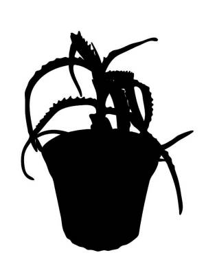 Трафареты Алоэ