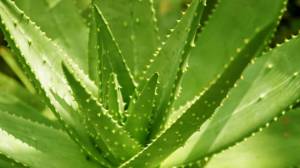 Шаблон для презентации растения алоэ