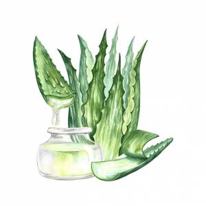 Алоэ вера измельченные кусочки и сок алоэ акварель расписана вручную