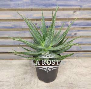 Алоэ Арборесценс Кранца от 1250 рублей в Москве и МО, доставка