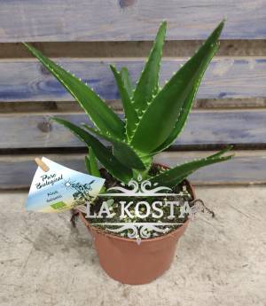 Алоэ Дэллаете КУПИТЬ МОСКВА от 1098 рублей, доставка