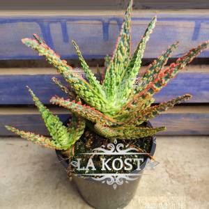 Алоэ Денниз