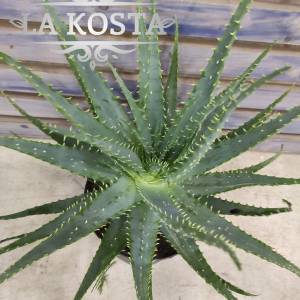 Алоэ Арборесценс Кранца от 1250 рублей в Москве и МО, доставка